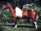 SUNRISE LIGHTNINGS TRIPLE CROWN    'AJ'