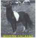 BOND SIR GALAHAD