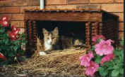 a farm is not a farm without some cats around