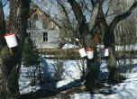 COLLECTING SAP FOR MAPLE SYRUP