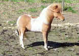 SUNRISE ESTATES DUCHESS