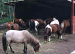 This is one of our horses favorite pastimes - eating!
