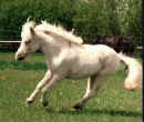 First Knights Bit-O-White Lightening