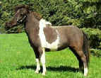 SUNRISE ESTATES PRECIOUS
