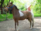 SUNRISE LIGHTNINGS PRINCE CHARMING