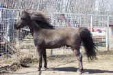 RED RIVER TUTSTHUNDER