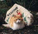 OUR LITTLE WELCOME CAT